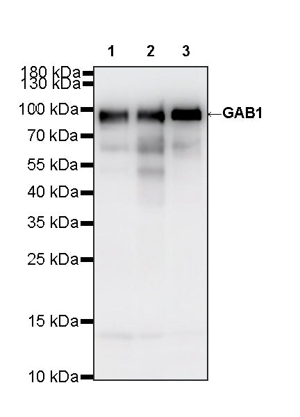 GAB1 Recombinant Rabbit mAb (S-3907-33)