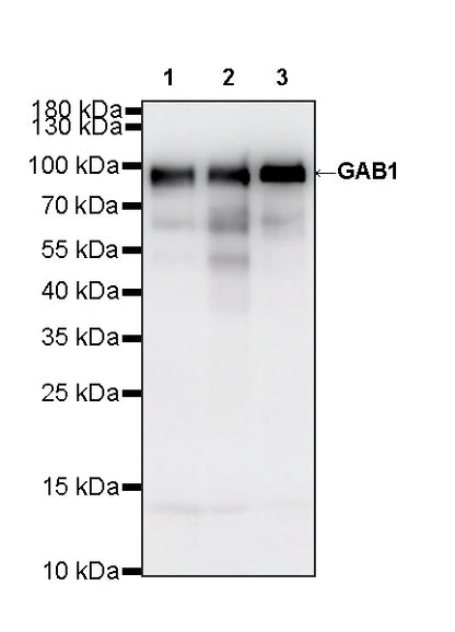 GAB1 Recombinant Rabbit mAb (S-3907-33)