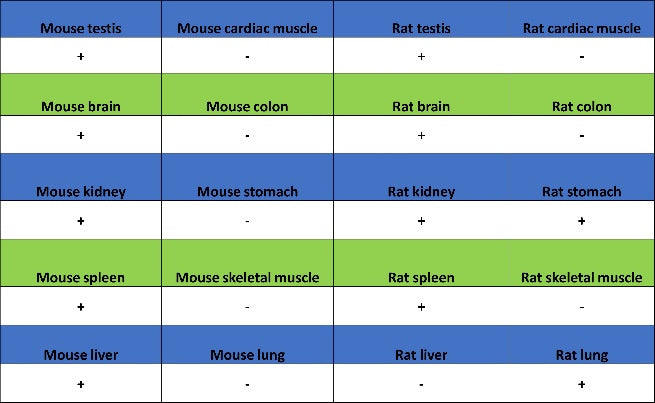gamma Tubulin Recombinant Rabbit mAb (S-2204-13)