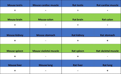 gamma Tubulin Recombinant Rabbit mAb (S-2204-13)
