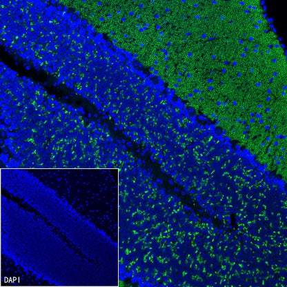 VGlut1 Recombinant Rabbit mAb (S-1587-19)