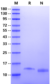 Galectin-1 Protein, Human