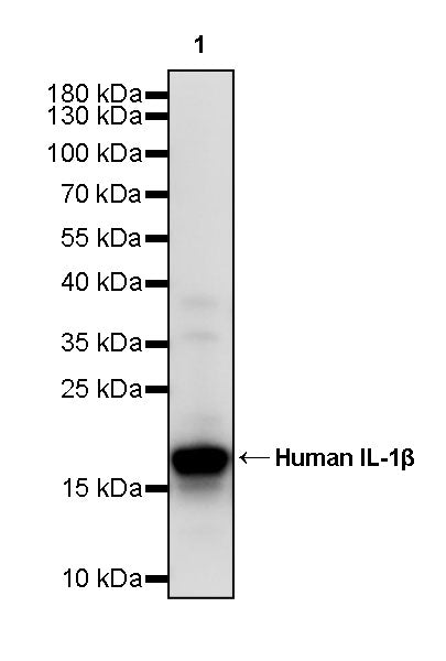 Anti-Human IL-1β Monoclonal Antibody (Gevokizumab)