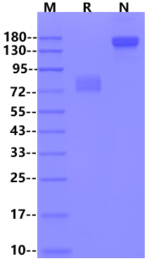 Biotinylated B7-H6/NCR3LG1 Fc&Avi Tag Protein, Human