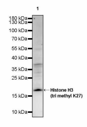 Histone H3 (tri methyl K27) Recombinant Rabbit mAb (S-4098)