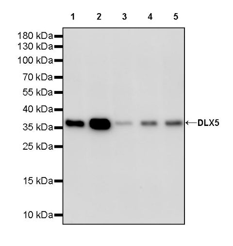 DLX5 Recombinant Rabbit mAb (S-2785-79)
