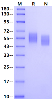 Siglec-7/CD328 His Tag Protein, Human