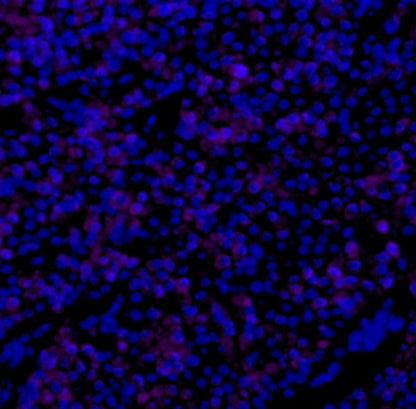Cytokeratin 7 Recombinant Rabbit mAb (Alexa Fluor® 700 Conjugate) (SDT-R028)