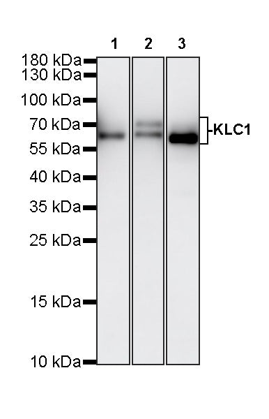 KLC1 Recombinant Rabbit mAb (S-4556-8)