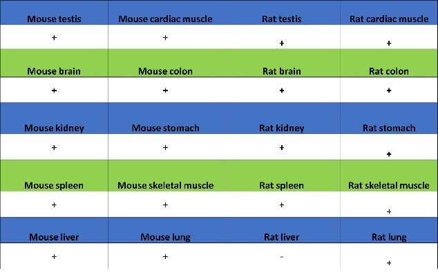 Trim30a Recombinant Rabbit mAb (S-1753-35)