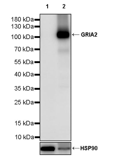 GRIA2 Recombinant Rabbit mAb (S-3446-123)