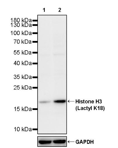 Histone H3 (Lactyl K18) Recombinant Rabbit mAb (S-3217-72)