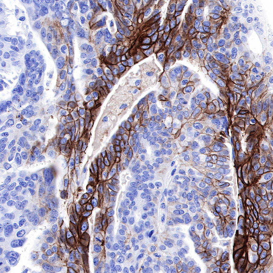 S-RMab® GLUT1 Recombinant Rabbit mAb (SDT-047-53)