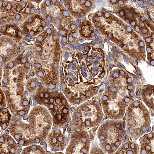 α-tubulin Recombinant Mouse mAb (S-364-23HL)