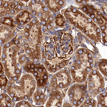 α-tubulin Recombinant Mouse mAb (S-364-23HL)