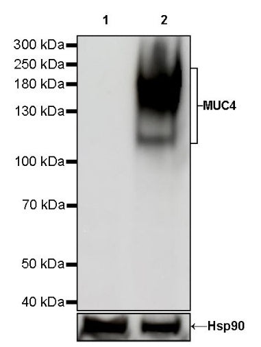 MUC4 Recombinant Rabbit mAb (SDT-841-13)