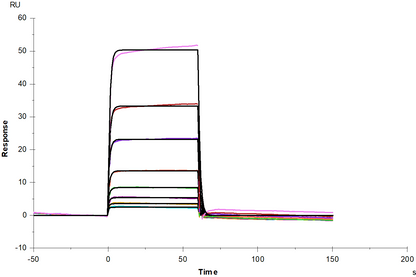 Siglec-10 Fc Chimera Protein, Human