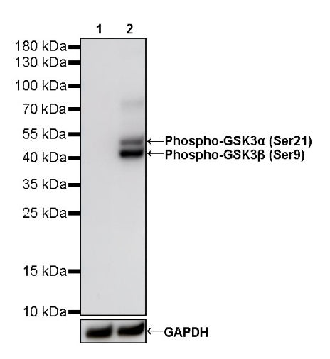 Phospho-GSK3α/β (Ser21/9) Recombinant Rabbit mAb (S-1529-102)