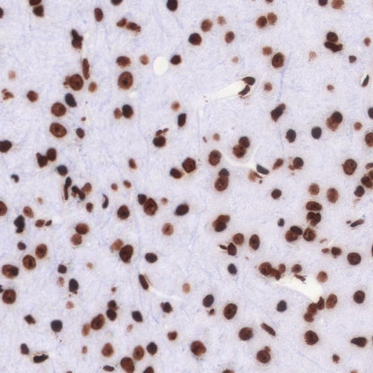 Histone H3 Recombinant Rabbit mAb (SDT-266-44)