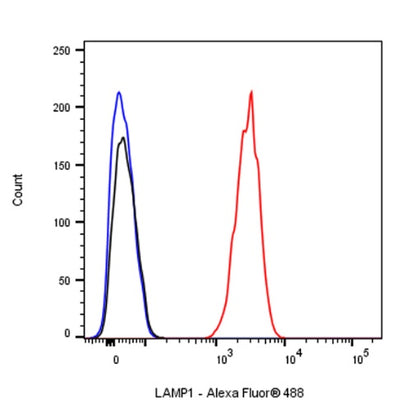 LAMP1 Recombinant Rabbit mAb (Alexa Fluor® 488 Conjugate) (SDT-405-39)