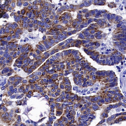 Bim Recombinant Rabbit mAb (S-994-29)