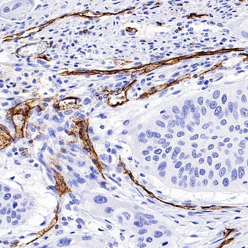 CD31 Recombinant Rabbit mAb (S-R568)