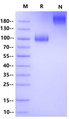 IL-23 R Fc Chimera Protein, Human