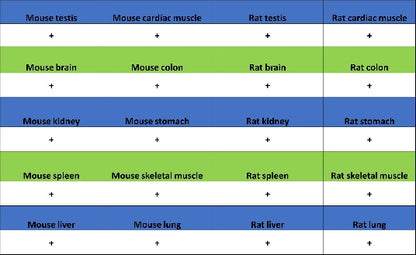 HAT1 Recombinant Rabbit mAb (S-2429-14)