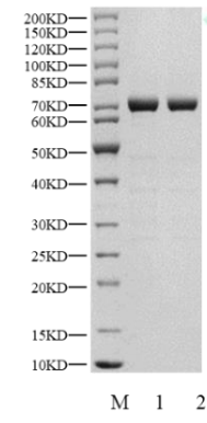 AURA GST Tag Protein, Human