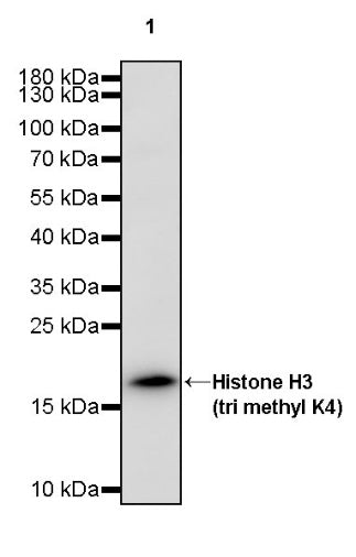 Histone H3 (tri methyl K4) Recombinant Rabbit mAb (S-1602-21)
