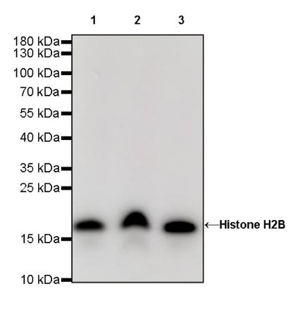 Histone H2B Recombinant Rabbit mAb (S-R214)
