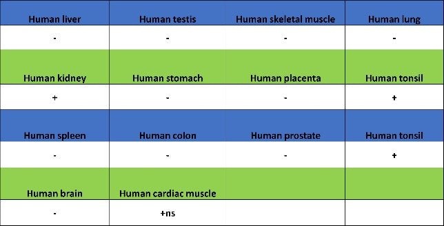 B7-H6 Recombinant Rabbit mAb (SDT-3241-6)