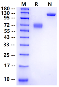 Biotinylated CLEC12A/MICL/CLL-1 Avi&Fc Tag Protein, Human