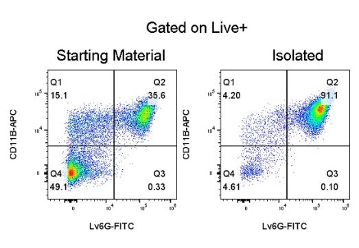 Mouse Neutrophil Isolation Kit (Column-Based)