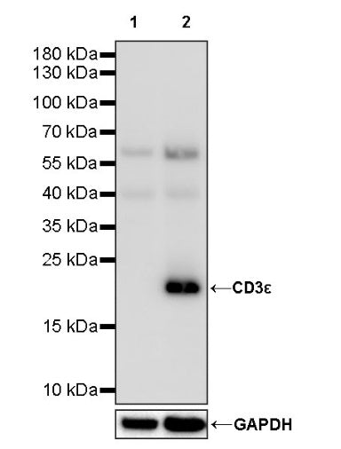 CD3ε Recombinant Rabbit mAb (S-300-125)
