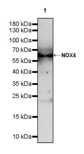 NOX4 Recombinant Rabbit mAb (S-2246-45)