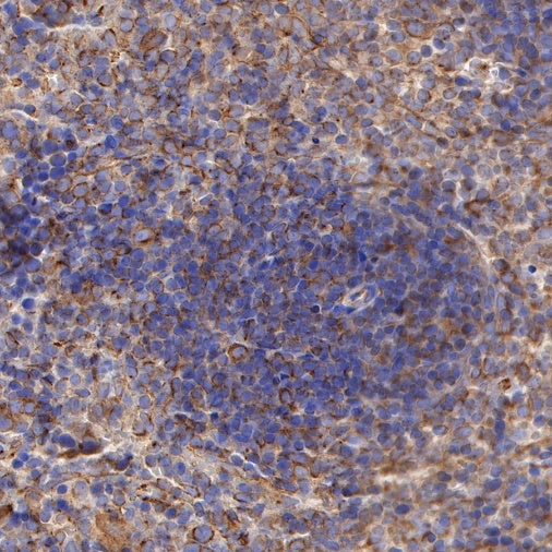 CD137 Recombinant Rabbit mAb (S-547-17)