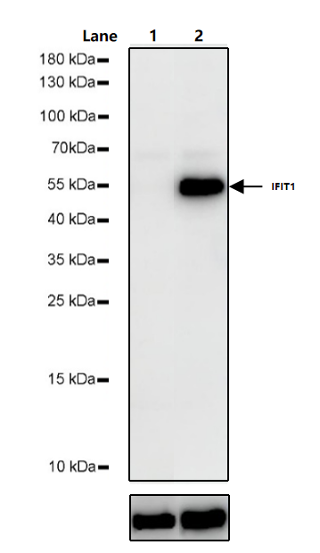 IFN-α4/IFNA4 Protein, Human