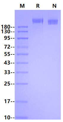 LPA His Tag Protein, Human