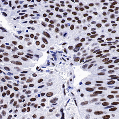 CREB Recombinant Rabbit mAb (S-1115-39)