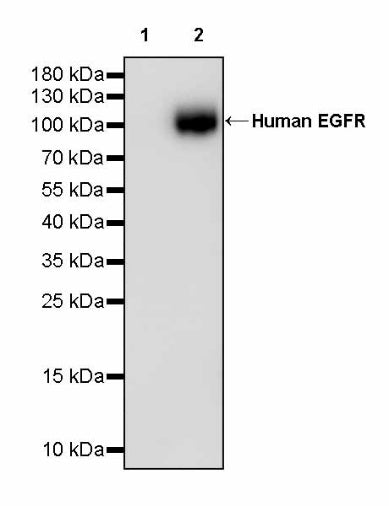 Invivo Anti-Human EGFR Recombinant mAb
