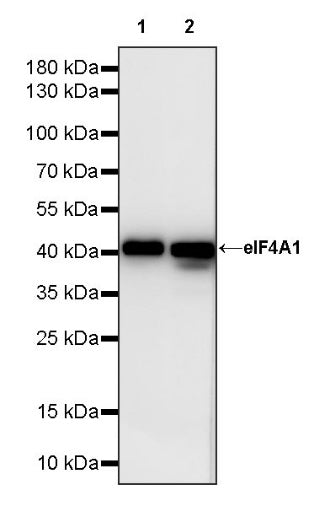elF4A1 Rabbit Polyclonal Antibody