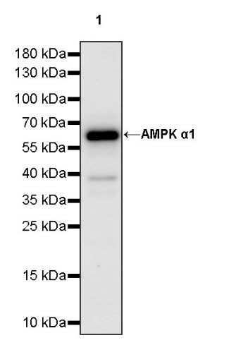 AMPK α1 Rabbit Polyclonal Antibody
