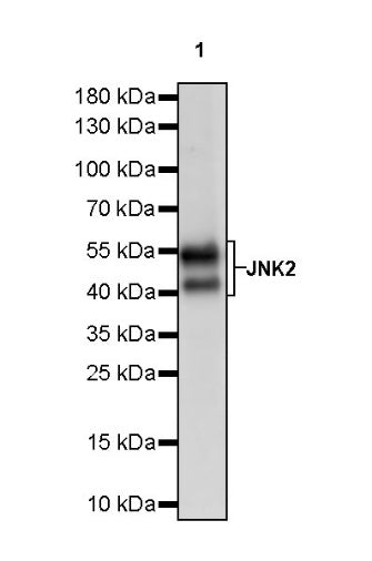 JNK2 Recombinant Rabbit mAb (S-1021-46)