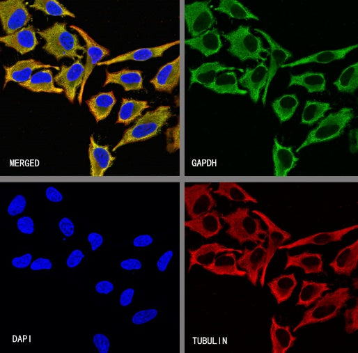 GAPDH Recombinant Mouse mAb (S-4721)