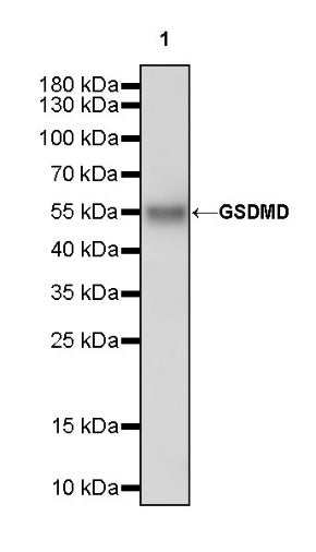 GSDMD Recombinant Rabbit mAb (S-3267)