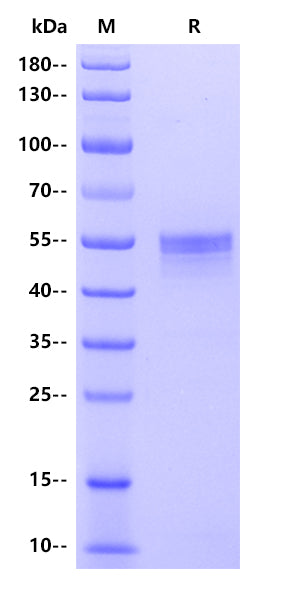 Human TL1A/TNFSF15 Protein, hFc Tag