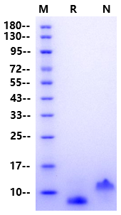 EGF Protein, Porcine (Animal Free)