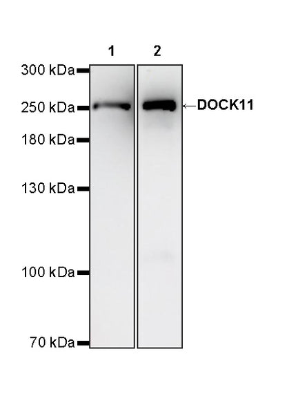 DOCK11 Recombinant Rabbit mAb (S-4420-57)