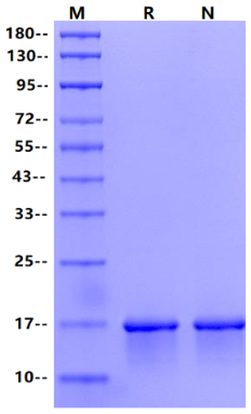 FGF-basic Protein(146aa), Porcine
